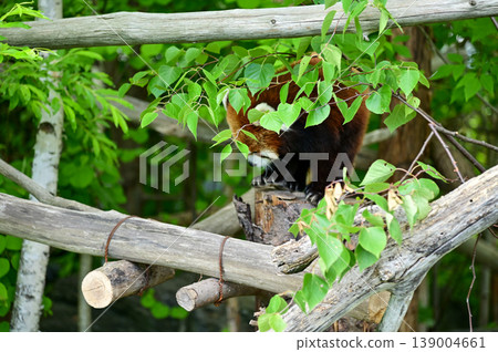Red panda (Ailurus fulgens) in the tree at zoo. Animal and nature concept. Red panda (Ailurus fulgens) in the tree at zoo. Animal and nature concept. 139004661