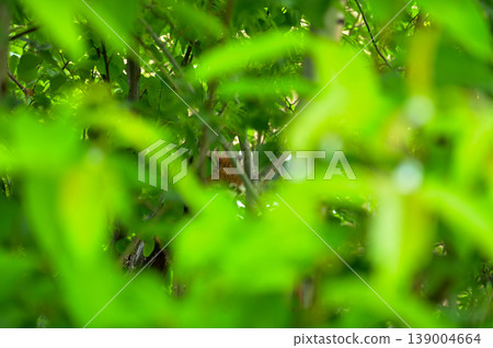 Red panda (Ailurus fulgens) in the tree at zoo. Animal and nature concept. Red panda (Ailurus fulgens) in the tree at zoo. Animal and nature concept. 139004664