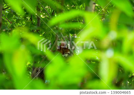 Red panda (Ailurus fulgens) in the tree at zoo. Animal and nature concept. Red panda (Ailurus fulgens) in the tree at zoo. Animal and nature concept. 139004665