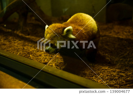 Close-up of the red panda (Ailurus fulgens) at zoo. Animal and nature concept. 139004677