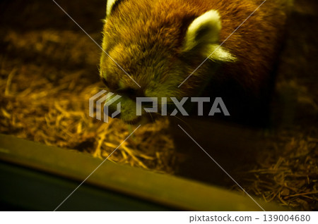 Close-up of the red panda (Ailurus fulgens) at zoo. Animal and nature concept. Close-up of the red panda (Ailurus fulgens) at zoo. Animal and nature concept. 139004680