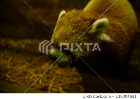 Close-up of the red panda (Ailurus fulgens) at zoo. Animal and nature concept. Close-up of the red panda (Ailurus fulgens) at zoo. Animal and nature concept. 139004681