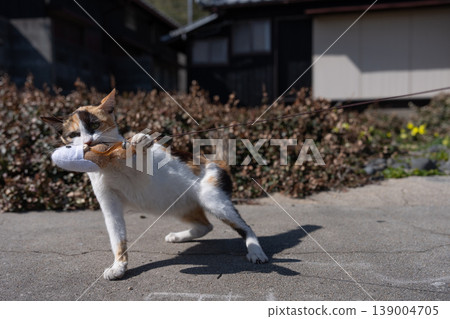 A cute stray cat with a toy in its mouth A cute stray cat with a toy in its mouth 139004705
