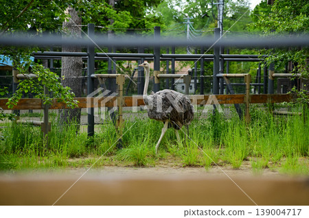 Bird ostrich walking over the meadow in a zoo. Ostrich caged, animals in captivity. Nature and animal concept. Bird ostrich walking over the meadow in a zoo. Ostrich caged, animals in captivity. Nature and animal concept. 139004717
