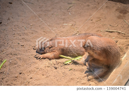 Close-up of black-tailed prairie dogs (Cynomys ludovicianus) at zoo. Small rodent on the stone. Nature and animal concept. Close-up of black-tailed prairie dogs (Cynomys ludovicianus) at zoo. Small rodent on the stone. Nature and animal concept. 139004741