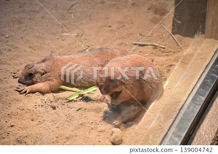Close-up of black-tailed prairie dogs (Cynomys ludovicianus) at zoo. Small rodent on the stone. Nature and animal concept. Close-up of black-tailed prairie dogs (Cynomys ludovicianus) at zoo. Small rodent on the stone. Nature and animal concept. 139004742