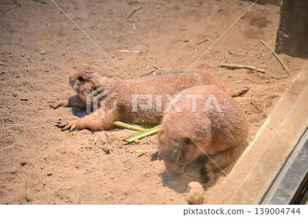Close-up of black-tailed prairie dogs (Cynomys ludovicianus) at zoo. Small rodent on the stone. Nature and animal concept. 139004744
