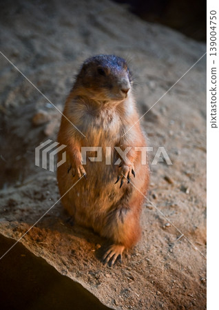 Close-up of black-tailed prairie dogs (Cynomys ludovicianus) at zoo. Small rodent on the stone. Nature and animal concept. 139004750