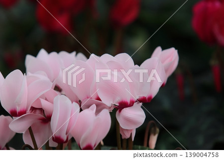 Cyclamen Christmas Flower Garden Cyclamen Cyclamen Christmas Flower Garden Cyclamen 139004758