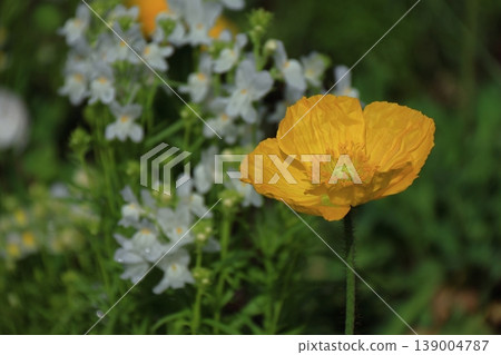 One side of a flower garden One side of a flower garden 139004787