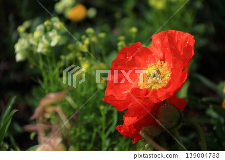 One side of a flower garden 139004788