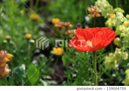 One side of a flower garden One side of a flower garden 139004789