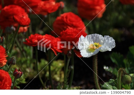 One side of a flower garden One side of a flower garden 139004790
