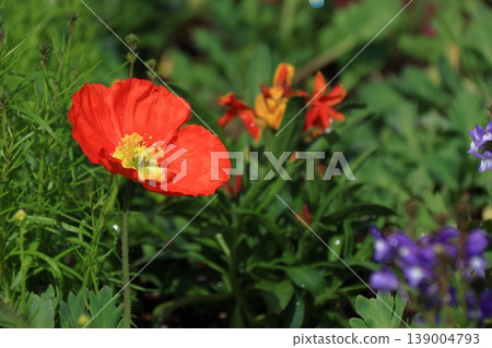 One side of a flower garden One side of a flower garden 139004793