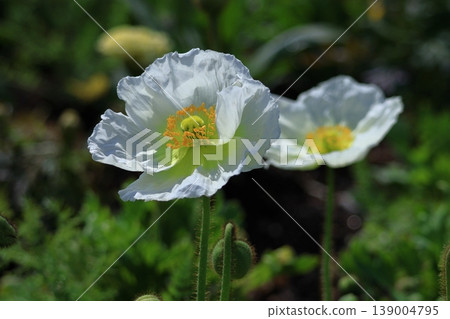 One side of a flower garden One side of a flower garden 139004795