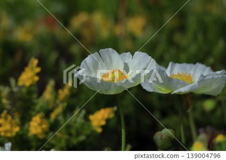 One side of a flower garden One side of a flower garden 139004796