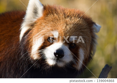 Lesser panda Lesser panda 139004868