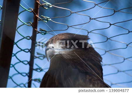 birds birds 139004877