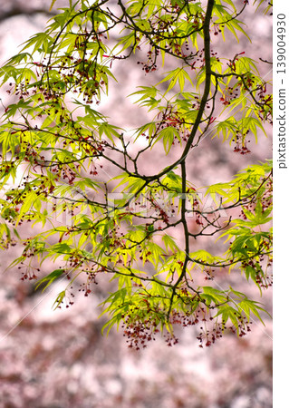 Fresh green maple flower Fresh green maple flower 139004930