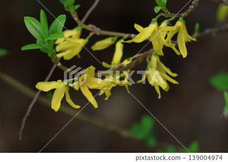 Golden flowers bloom like an explosion Golden flowers bloom like an explosion 139004974