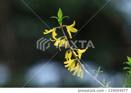 Golden flowers bloom like an explosion Golden flowers bloom like an explosion 139004977