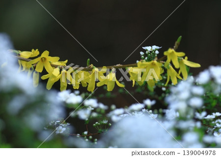 Golden flowers bloom like an explosion Golden flowers bloom like an explosion 139004978