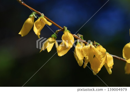 Golden flowers bloom like an explosion Golden flowers bloom like an explosion 139004979