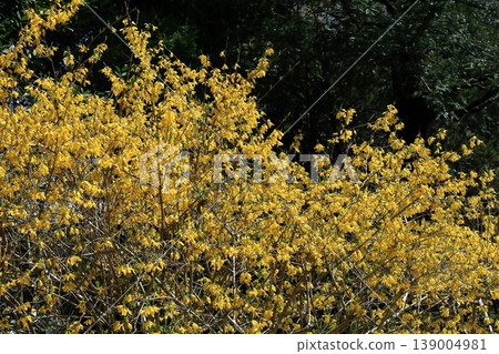 Golden flowers bloom like an explosion Golden flowers bloom like an explosion 139004981