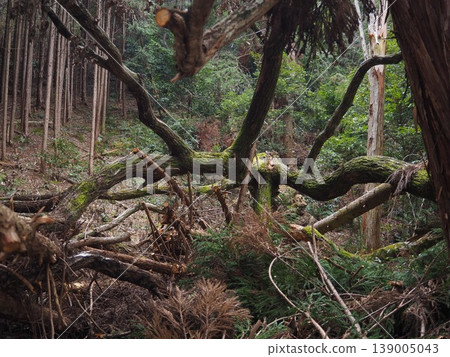 Tree broken by typhoon Tree broken by typhoon 139005043