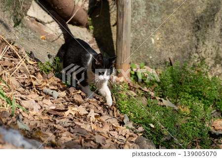 A cute stray cat strolling leisurely A cute stray cat strolling leisurely 139005070