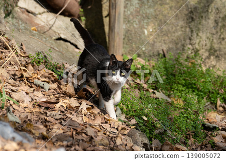 A cute stray cat strolling leisurely A cute stray cat strolling leisurely 139005072