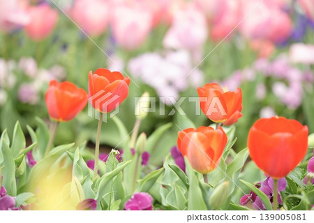 Beautiful tulips in full bloom Beautiful tulips in full bloom 139005081