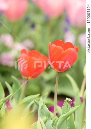 Beautiful tulips in full bloom Beautiful tulips in full bloom 139005104