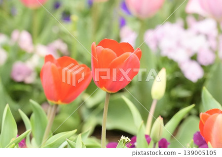 Beautiful tulips in full bloom Beautiful tulips in full bloom 139005105