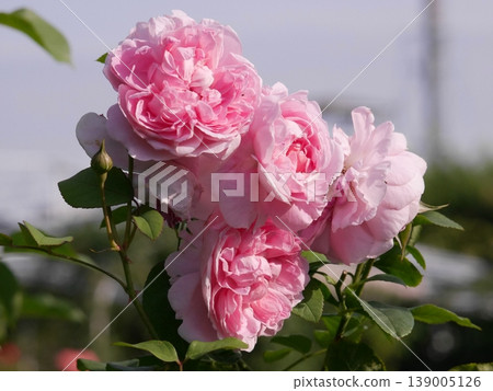 Cute pink roses Cute pink roses 139005126