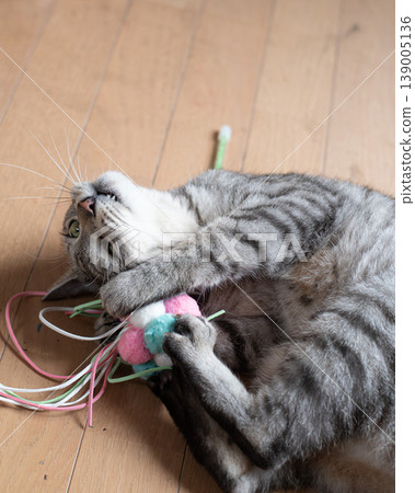 Cute cat playing with a toy, brown tabby cat Cute cat playing with a toy, brown tabby cat 139005136