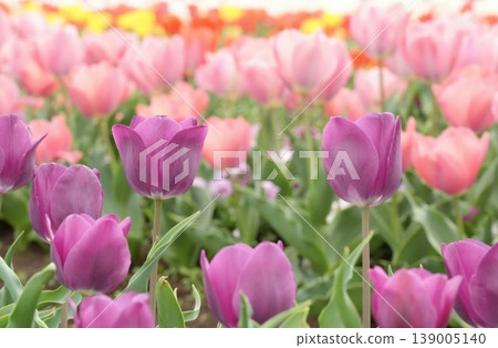 Colorful and beautiful tulips blooming in the spring flowerbeds Colorful and beautiful tulips blooming in the spring flowerbeds 139005140