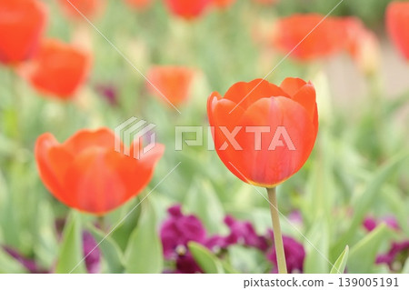 春日花壇盛開著蓬鬆的紅色鬱金香。 139005191