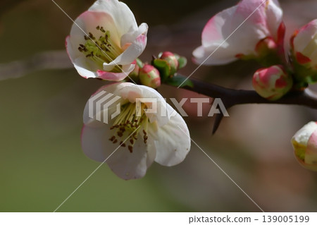 綻放華麗 139005199