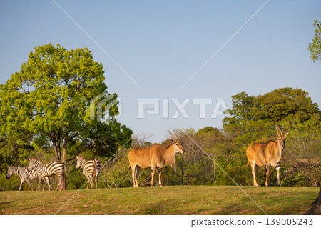 A landscape featuring elands and zebras. A landscape featuring elands and zebras. 139005243