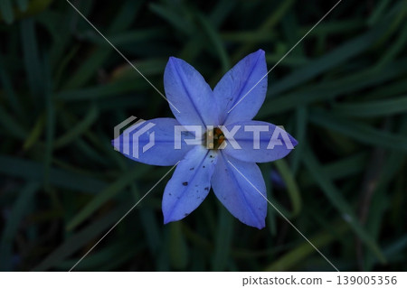 Star-shaped flower Star-shaped flower 139005356