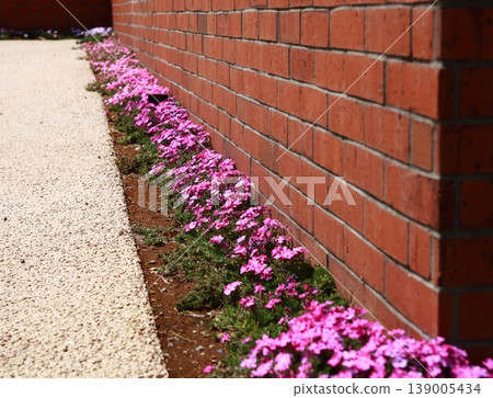 Brick wall and moss phlox 139005434