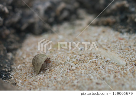 Hermit crab 139005679