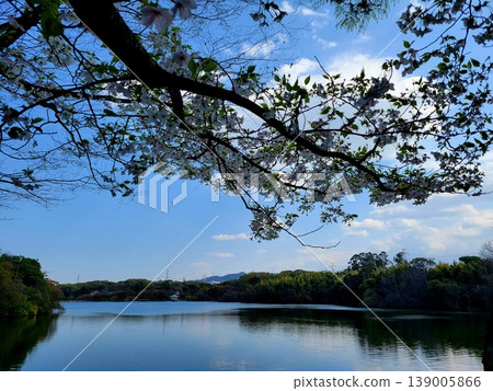 Sakura and pond in the park Sakura and pond in the park 139005866