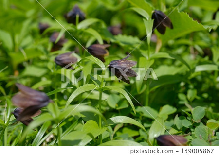 成簇的高山植物 *Lilium maculatum* 一起盛開－這是初夏時節在高山地區自然生長的野花景觀。 139005867