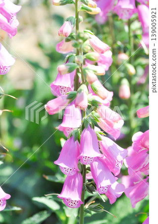 Common Foxglove, Digitalis purpurea or Foxglove or Plantaginaceae or Scrophulariaceae or pink flower Common Foxglove, Digitalis purpurea or Foxglove or Plantaginaceae or Scrophulariaceae or pink flower 139005921