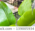 Large green leaves framing outdoor dining area with glass table 139005934