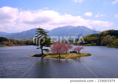 "Double cherry blossoms on a floating island" at Hinogawa Dam in Shiga Prefecture "Double cherry blossoms on a floating island" at Hinogawa Dam in Shiga Prefecture 139005974