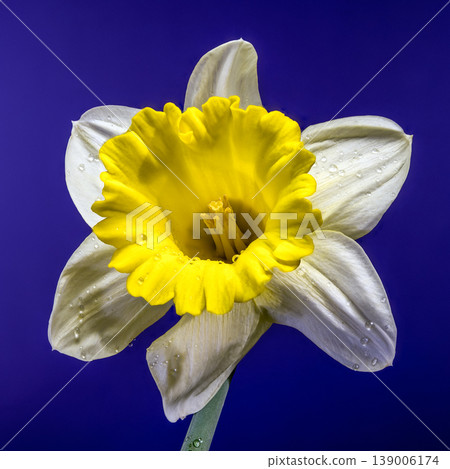 Vibrant Yellow Narcissus Flower With Water Drops On Blue Background Vibrant Yellow Narcissus Flower With Water Drops On Blue Background 139006174