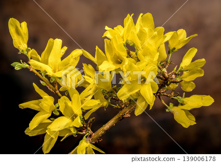Yellow Forsythia Flowers Blooming On Branch Against A Brown Background 139006178